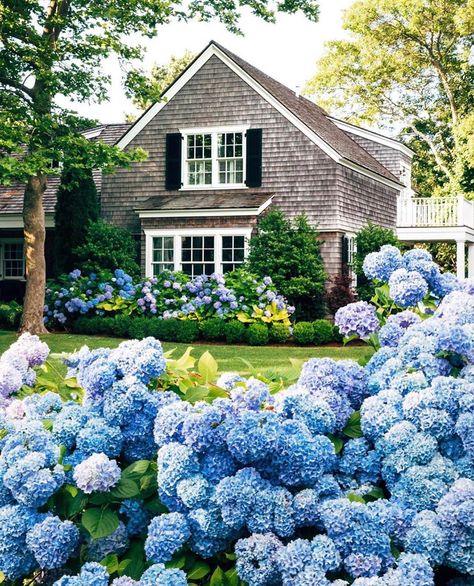 Sue De Chiara | The Zhush on Instagram: “Gray shingle cottages and periwinkle blue hydrangeas 💕- New England’s finest via @jackiegreaney  . . . . . #hydrangeas #myoklstyle…” Hydrangea Landscaping, Blue Hydrangeas, Cape House, Cape Cod House, Blue Hydrangea, Coastal Homes, Dream Garden, Yard Landscaping, Front Yard Landscaping