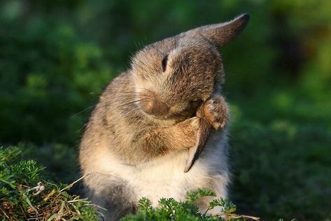 Wild Rabbit Cleaning Its Ears The Secret Of Moonacre, Cherry Blossom Japan, Wild Rabbit, Indoor Waterfall, Scary Dogs, Forest Path, Beautiful Locations Nature, Beautiful Places To Visit, Beauty Industry