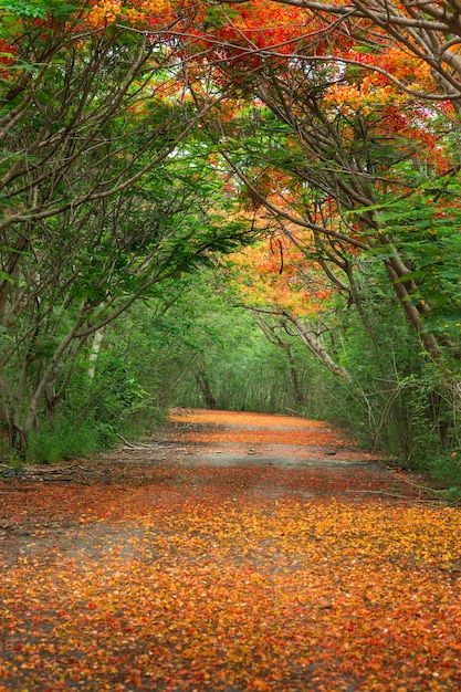 Scene of flame tree, royal poinciana | Premium Photo #Freepik #photo #botanical-garden #natural-flower #beautiful-garden #flower-garden Ramadan Is Coming, Paris Garden, Royal Poinciana, Flame Tree, Bataan, Garden Flower, Botanical Garden, Vector Photo, Premium Photo