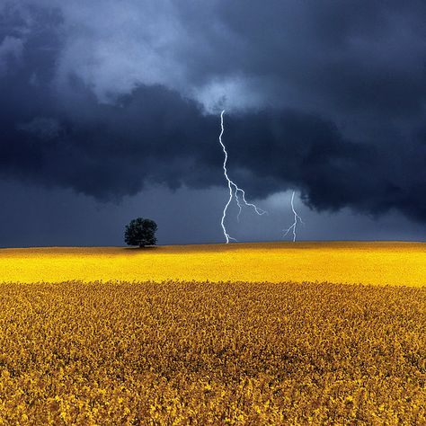 Rapeseed Field, Lightning Photos, Lightning Photography, Wild Weather, Nice Pic, Lone Tree, Lightning Storm, Dark Skies, Sky And Clouds