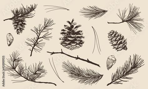 Hand drawn set of pine, spruce, fir tree needles, branches and cones. Vector Illustrations. Stock Vector | Adobe Stock Pine Tattoo, Tree Branch Tattoo, Pine Tree Silhouette, Branch Tattoo, Fir Tree, Tree Silhouette, Hand Drawn Vector, Tree Tattoo, Drawing Set