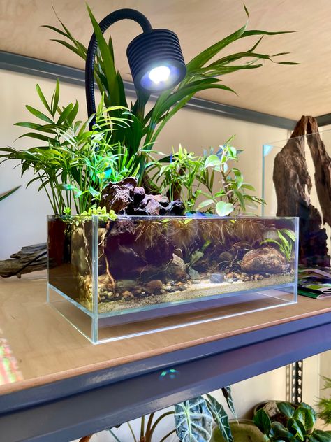 Shallow Aquascape, Nano Tank Aquascape Ideas, River Aquascape, Betta Aquascape, Snail Tank, Biotope Aquarium, Fish Tank Stand, Fish Tank Terrarium, Rivers Edge