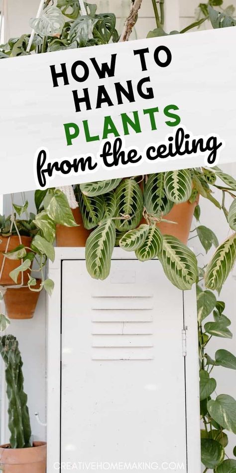 Transform your space into a lush oasis by learning how to hang plants from the ceiling! Our step-by-step guide will show you the best techniques and tools for creating stunning plant displays that save space and add a touch of greenery to any room. Whether you’re using macramé hangers, decorative pots, or DIY solutions, discover tips for arranging your plants for maximum impact. Elevate your home decor and enjoy the beauty of hanging plants in your living space! Plants From The Ceiling, Indoor Plants Decor Hanging, Bedroom Hanging Plants Decor, Hanging Plant In Front Of Window, Hanging Basket Plants Indoor, Hang Plants From Curtain Rod, Hanging Plants Above Bathtub, Macrame Hanging Plants Indoor, Plants Hanging From Ceiling Living Rooms