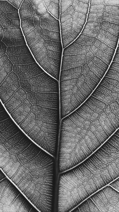 Abstraction Photography, Texture Sketch, Wallpapers Christmas, Straight Photography, Geometry In Nature, Desktop Themes, A Level Art Sketchbook, Leaf Photography, Tree Textures