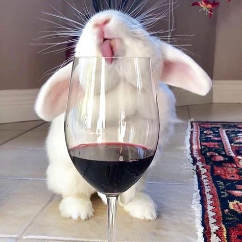 Wine Friends, Rabbit Animal, Vintage Bottle, Rabbits, Red Wine, Wine