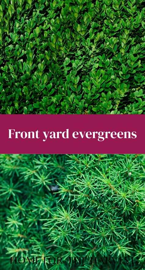 The best evergreen shrubs for in front of a house tend to be tidy, low-growing plants with year-round interest. Good choices are also generally low maintenance overall, growing naturally into the desired size and shape rather than being controlled with frequent pruning. Here are some of the best evergreen shrubs for in front of your … Landscaping Shrubs Low Maintenance, Evergreens For Front Of House, Evergreen Shrubs In Front Of House, Shrubs In Front Of House, Bushes For Front Yard, Evergreen Landscape Front Yard, Landscaping Shrubs, Shrubs For Landscaping, Low Growing Shrubs