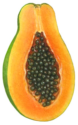 Papaya Illustration, Mango Watercolor, Vegetable Drawing, Vegetable Painting, Photo Elements, Fruits Drawing, Mango Pineapple, Realistic Watercolor, Fruit Picture