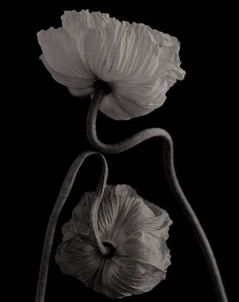 White Poppy, History Of Photography, Izu, Foto Art, Contemporary Photography, Cebu, 인물 사진, Life Photography, Still Life Photography