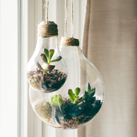 Ideas For Succulents, Gardens For Small Spaces, Grow Succulents, Vertical Succulent Gardens, Succulent Planter Diy, Succulent Garden Indoor, Grow Light Bulbs, Succulent Gardens, Container Ideas