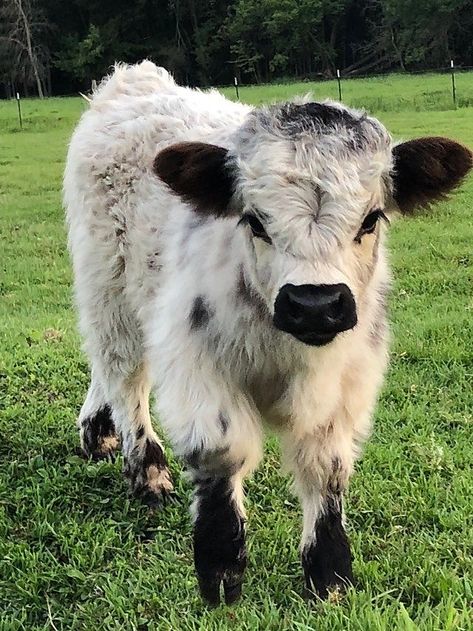 Floofy Cows, Funny Animal Art, Miniature Cows, Animated Pics, Pet Cows, Mini Cows, Baby Farm Animals, Fluffy Cows