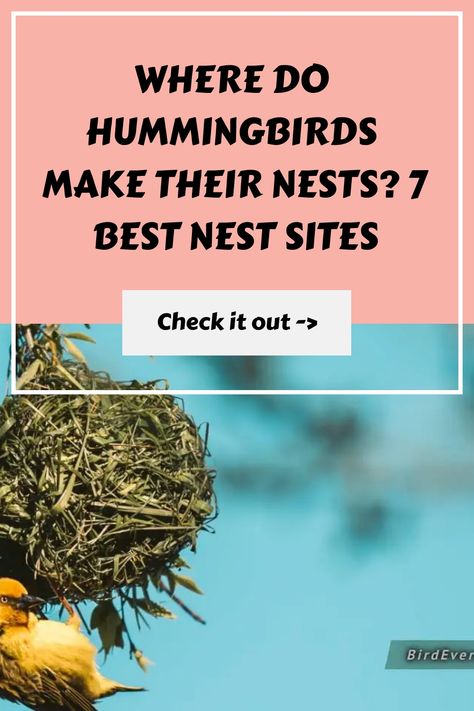 Where Do Hummingbirds Make Their Nests? 7 Best Nest Sites https://birdever.com/where-do-hummingbirds-make-their-nests Homemade Hummingbird Nectar, Hummingbird Food, Hummingbird Nests, Hummingbird Nest, Hummingbird Nectar, Hummingbird House, Nest Building, Wasp Nest, Ruby Throated Hummingbird