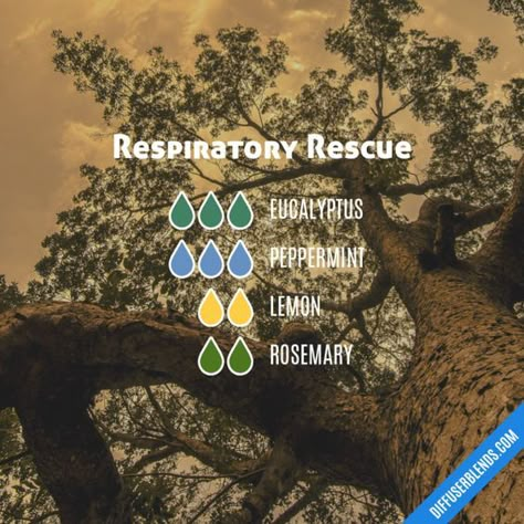 Respiratory Rescue diffuser blend Inhale or diffuse essential oils to help with the symptoms of pneumonia. Diffuser Blends For Focus, Essential Oils For Asthma, Essential Oil Inhaler, Scent Blends, Relaxing Essential Oils, Doterra Diffuser Blends, Essential Oil Combinations, Doterra Essential Oils Recipes, Essential Oil Diffuser Blends Recipes