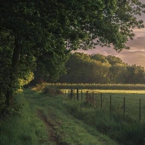 Fence, The Sun, Trees, Sun, On Twitter, Twitter, Nature