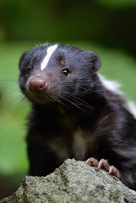 Baby skunk! Baby Skunks, Little Critter, Animal Heads, Woodland Creatures, Animal Photo, Forest Animals, 귀여운 동물, Woodland Animals, Animals Friends