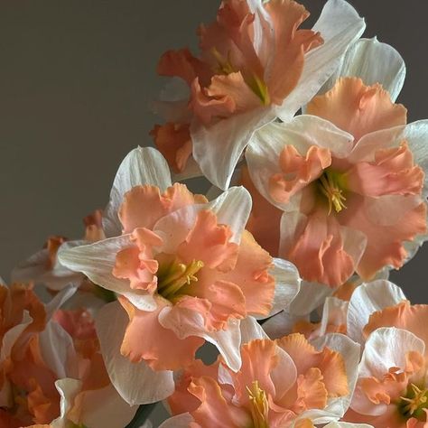 Erika Stephens on Instagram: "I am looking for someone to ID this daffodil. It is not “Apricot Whirl.” #flowerfarmer #narcissus" Apricot Daffodils, Apricot Whirl Daffodil, Plant Song, Narcissus Flower, Reference Photos For Artists, Daffodil Flower, Flower Farmer, Spring Bulbs, Aesthetic Collage