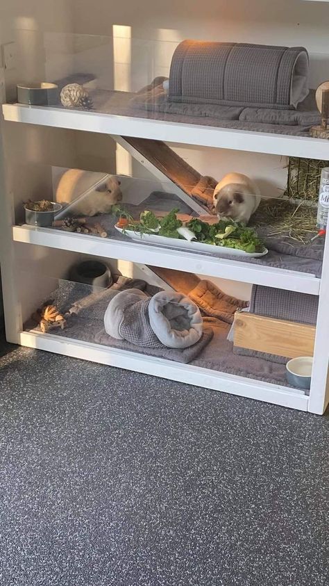 Indoor Guinea Pig Cage, Guine Pig, Diy Guinea Pig Cage, Hamster Habitat, Guinea Pig House, Bunny Room, Pet Bunny Rabbits, Indoor Rabbit, Pig House