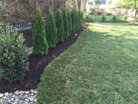 Arborvitae Landscaping, Types Of Evergreen Trees, Privacy Landscaping Backyard, Landscaping Around Pool, Green Giant Arborvitae, Thuja Green Giant, Privacy Screening, Inground Pool Landscaping, Emerald Green Arborvitae