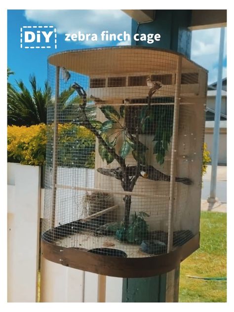 Diy Bird Aviary Outdoor, Zebra Finch Cage Ideas, Homemade Bird Toys, Finch Cage, Diy Bird Cage, Zebra Finches, Bird Cage Design, Birds Cage, Balcony Makeover