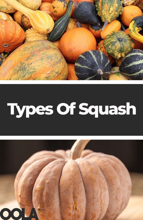 Types Of Squash, Squash Types, Pumpkin Lessons, Seed Starter Kit, Squash Varieties, Seed Starter, Winter Vegetables, Plant Combinations, Winter Squash