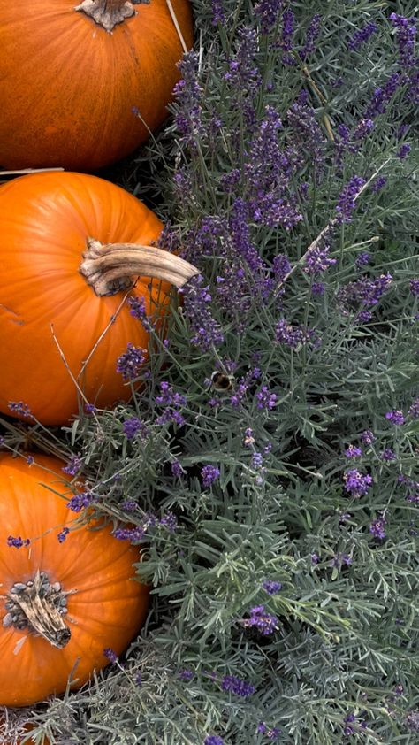 Fall Aesthetic Purple, Purple Autumn Aesthetic, Purple Fall Aesthetic, Cutesy Wallpaper, Shower Vibes, Autumn Purple, Purple Autumn, Colour Aesthetic, Fall Aesthetics