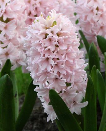 Spring Bulbs for Autumn Planting — Buy autumn planting flower bulbs online at Farmer Gracy UK Pink Hyacinth, Pot Display, Partial Shade Plants, Hydrangea Bloom, Gladiolus Flower, Sense Of Sight, Flower Bulbs, Beautiful Pink Flowers, Spring Flowering Bulbs