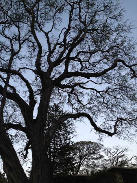 Upward view of the Ent Tree Upward View Of Trees, Art School, Real Life, Abstract Artwork, Art