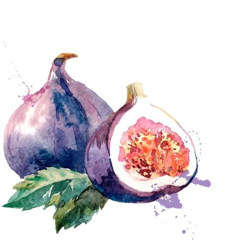 Fig Drawing, Watercolor Fruits, Watercolor Food, Watercolor Fruit, Fruit Illustration, Fruit Painting, 수채화 그림, Fruit Art, Watercolor Inspiration