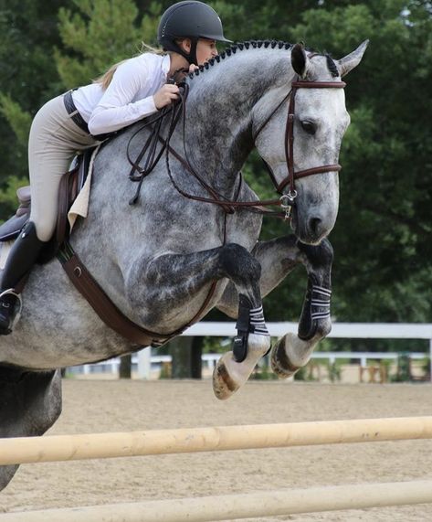 Obsessed Pretty Horse Pictures, Horse Show Jumping, Dapple Grey Horses, Jumping Horses, Horse Riding Aesthetic, Jumping Horse, Show Jumping Horses, Equestrian Aesthetic, Cute Horse Pictures