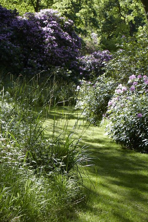 Create contrast with mown paths. Photograph by Britt Willoughby Dyer. For more, see 10 Shade Garden Ideas to Steal from an English Woodland. Primula Japonica, English Woodland, Shade Garden Ideas, Maine Garden, Estate Gardens, Courtyard Gardens, Dreamy Garden, Backyard Shade, Shade Gardens