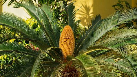 What You Really Need To Know About Taking Care Of A Sago Palm Plant Sago Palm Tree, Cycas Revoluta, Succulent Potting Mix, Sago Palm, Rooting Hormone, Palm Plant, Interior Garden, New Leaf, Better Homes And Gardens