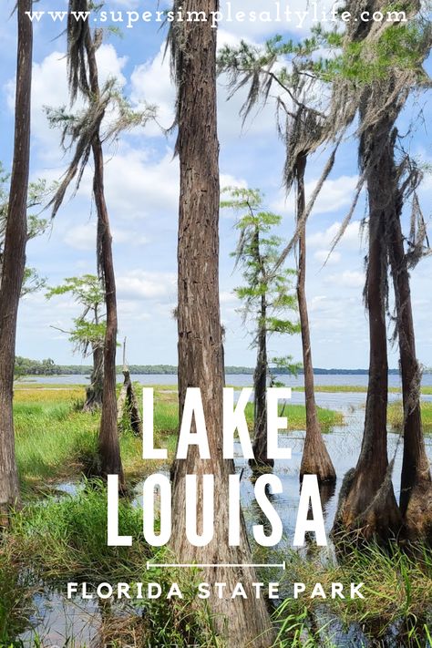 Visit Lake Louisa State Park in Clermont • Florida State Parks • The Simple Salty Life Lake Louisa State Park Florida, Rv Travel Destinations, Blue Springs State Park, Clermont Florida, Florida Parks, Florida State Parks, Florida Sunshine, Florida Springs, Glamping Site