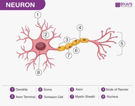 structure of the Neuron Nerve Cell Diagram, Neuron Diagram, Nervous System Diagram, Nervous Tissue, Types Of Neurons, Nervous System Anatomy, Biology Diagrams, Human Nervous System, Sensory Nerves