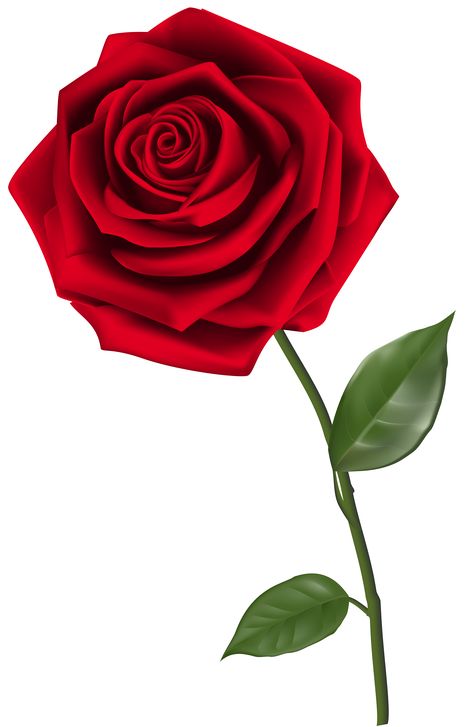 Red Rose Png, Rose Flower Png, शादी की तस्वीरें, Hd Flower Wallpaper, Rose Png, Single Red Rose, Rosé Png, Rose Clipart, Rose Flower Wallpaper