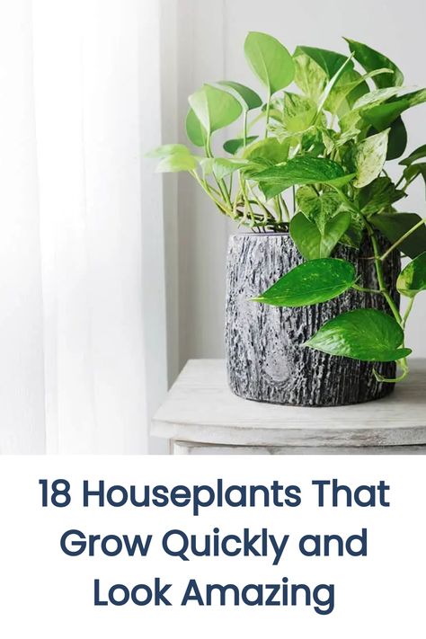 If you’re eager to see your indoor garden flourish, fast-growing houseplants are a great choice. These plants quickly fill your space with lush, vibrant foliage. In this article, we’ll explore 18 fantastic fast-growing houseplants that will help you create a green, lively atmosphere in your home in no time. Arrowhead Plant, Golden Pothos, Ficus Elastica, Instant Gratification, Rubber Plant, Crassula Ovata, Cheese Plant, Jade Plants, Peace Lily