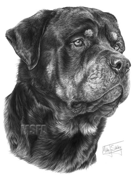 Rottweiler Tattoo, German Dog Breeds, Rottweiler Love, Basset Hound Beagle, Rottweiler Lovers, Canine Art, Rottweiler Puppies, Rottweiler Dog, Best Dog Breeds