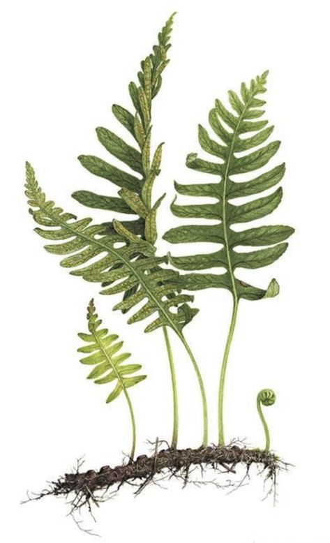 Fern Wall Art, Flower Drawing Tutorials, Minimal Painting, Watercolor Flowers Tutorial, Australian Native Flowers, Forest Plants, Plant Book, The Joy Of Painting, Illustration Botanique