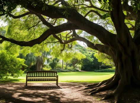 Bench under a tree in sydney park Park Bench Tattoo, Bench Under Tree, Park Bench Painting, Park Bench Photography, Park Bench Illustration, Central Park Bench, Sydney Park, Under A Tree, Tree Saw