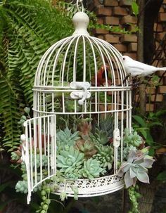 10 idées de composition florale avec des succulentes, plantes grasses et cactus - Esprit Laïta Birdcage Planter, Plant Succulents, نباتات منزلية, Bird Cage Decor, Succulent Gardening, Bird Cages, Cactus Y Suculentas, Deco Floral, Rustic Gardens