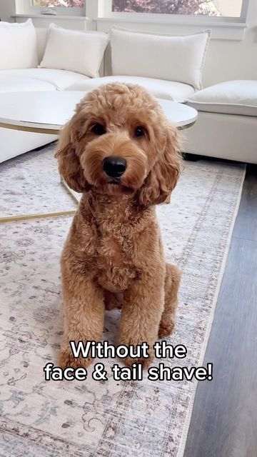 F1b Goldendoodle Haircut, Golden Doodle Puppy Cut, Cockerpoo Haircut, Doodle Puppy Cut, Short Doodle Haircut, Mini Golden Doodle Haircut, Mini Poodle Haircut, Mini Poodle Haircut Styles, Golden Doodle Haircut Styles