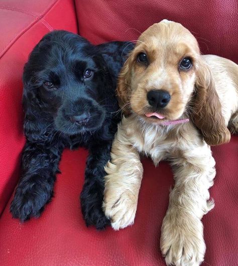 English Cocker Spaniel Puppies, English Dogs, Cocker Spaniel Puppies, Cocker Spaniel Dog, Spaniel Puppies, Pretty Animals, Fluffy Animals, Cute Animal Photos, Cute Animal Drawings