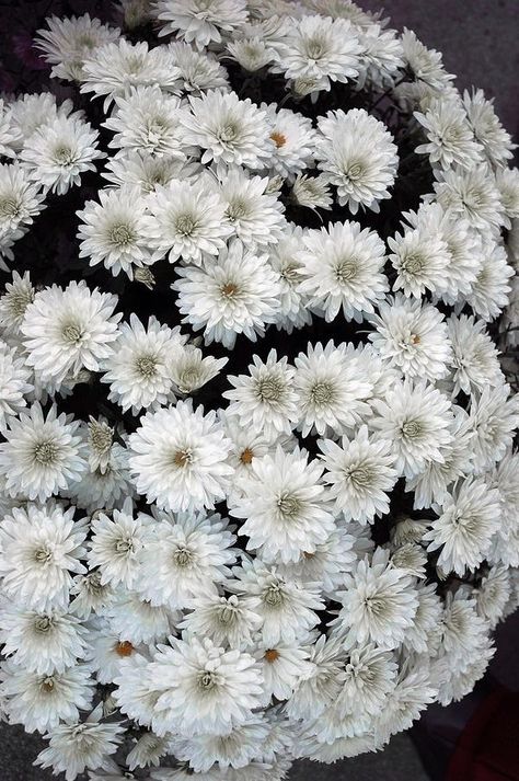 White mums Potted Mums, Planting Mums, Mums Wedding, White Mums, Graduation Bouquet, Flowers Plants, Post Wedding, Cut Flowers, Flower Shop