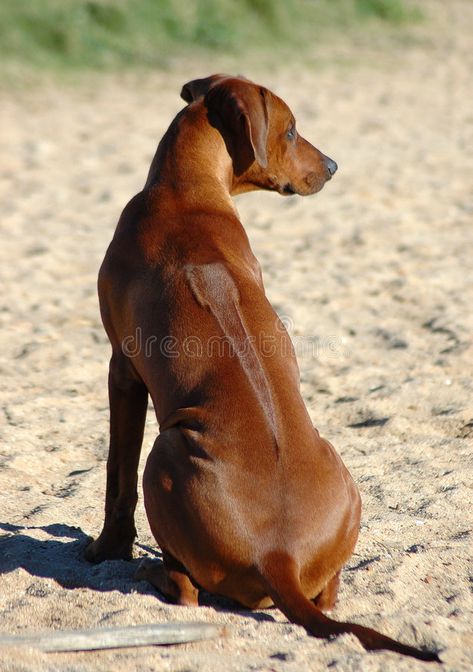 Rodisian Ridgeback Dogs, Dog Shows, Rodisian Ridgeback, Ridgeback Rhodesian, Rodhesian Ridgeback, Ridgeback Dog, Rhodesian Ridgeback Dog, Dog Anatomy, Dog Artist