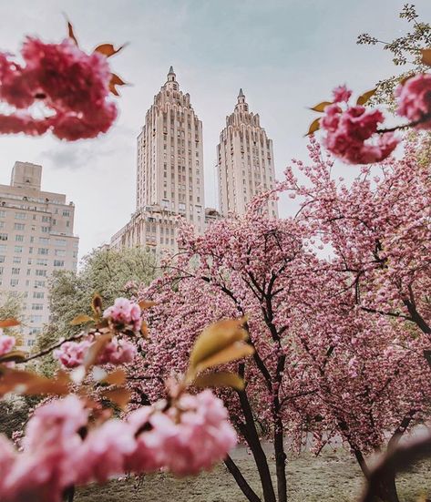 Shared by Ale♡. Find images and videos about beautiful, pink and flowers on We Heart It - the app to get lost in what you love. Spring In New York, Canon 80d, Pink Travel, Central Park Nyc, Nyc Aesthetic, New York Aesthetic, Beautiful Flowers Wallpapers, Photo Wall Collage, My Posts