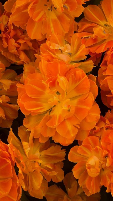 Orange Aesthetic Vintage, Orange Aesthetic Wallpaper, Simply Orange, Orange Phone, Fleur Orange, Nothing But Flowers, Phone Theme, Orange You Glad, Flower Therapy