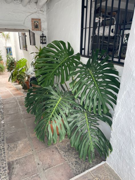 Found some huge monsteras in #spain #frigiliana #plants #montera Watercolor Flower Art, Watercolor Flower, Watercolor Flowers, Flower Art, Plant Leaves, Spain, Plants, Flowers, Green