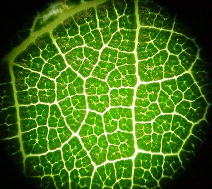 under the microscope leaf underside Plant Microscope, Leaf Microscope, Cell Art, Biology Student, Green Science, Background For Powerpoint, Under Microscope, White Mulberry, Background For Powerpoint Presentation