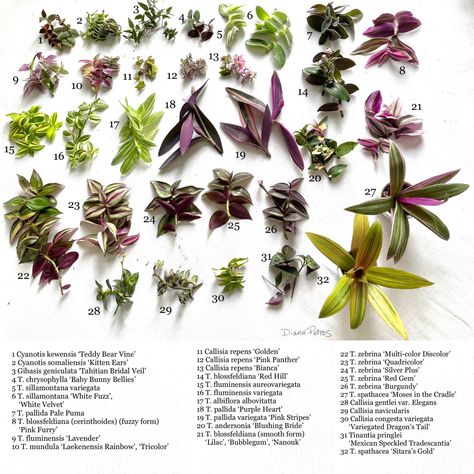 Moses In The Cradle, Different Types Of Plants, Pot Gantung, Leaf Identification, Wandering Jew, Plant Varieties, Crazy Plant Lady, Trailing Plants, Plant Identification