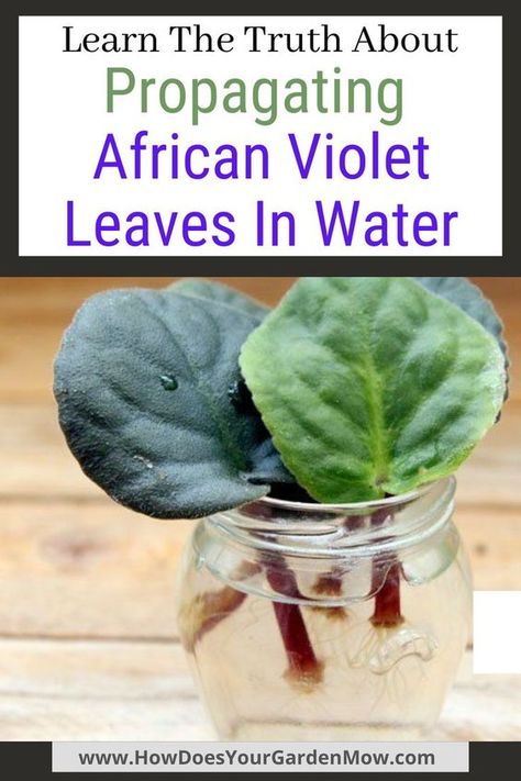 African Violet Care, Tattoo Plant, Violet Leaves, Shade Garden Plants, Lucky Plant, African Violets Plants, Violet Plant, Plant Care Houseplant, Brown Leaves