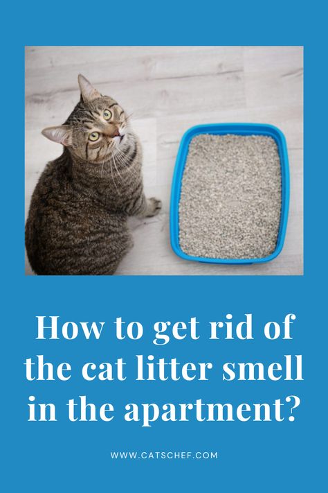 If you want to avoid getting into any more embarrassing situations, you need to know how to get rid of the cat litter smell in the apartment, ASAP. Let’s face it – other than being in a humiliating situation in front of your guests, no one likes to live with that stench. #catschef #cat #cats #kitten #kittens #catlover #catlovers #catlife #catoftheday #meow #pets #cute #love #animals #animallovers #kitty #kittycat #persiancat #mainecoon #ragdollcat #siberiancat #bengalcat #siamesecat Cat Litter Smell, Litter Box Smell, Best Litter Box, Smell Remover, Room Deodorizer, Cleaning Litter Box, Urine Smells, Smelly Cat, Cat Care Tips