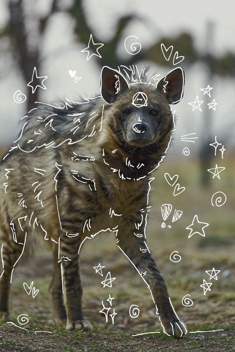 Hyena Wallpaper, Hyena Therian, Therian Art, Therian Pfp, Striped Hyena, Animal Outline, Turkish Van, Therian Stuff, Cat Background